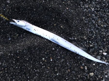 太刀魚みんな釣れてました